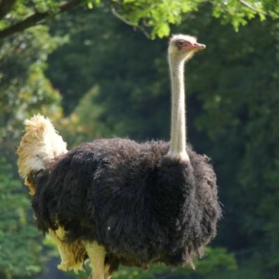 3-9　ダチョウ抗体を使用した化粧品が話題！！