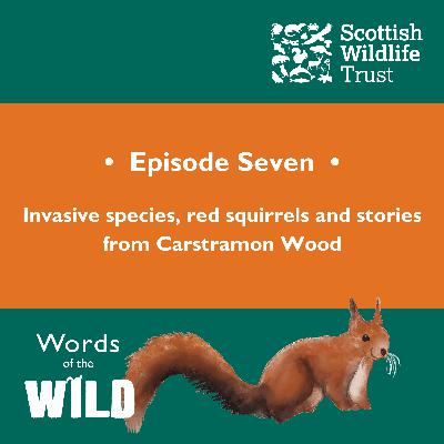 Invasive species, red squirrels and stories from Carstramon Wood