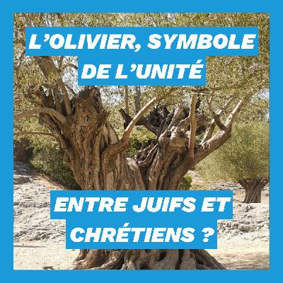L'olivier, symbole de l'unité entre Juifs et Chrétiens ?