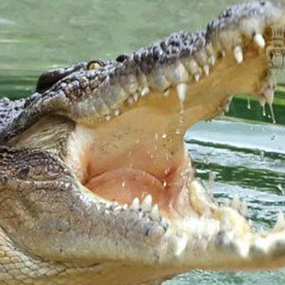 T4X26: Krokodil: la droga que "devora" la piel hasta los huesos - 02/04/2017