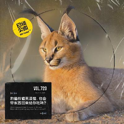 vol.723 豹猫狞猫荒漠猫，也会带东西回来给你吃吗？