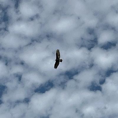 NÃO CAIA NO BAIT! Verstappen vai pra Mercedes? Tudo sobre as negociações!