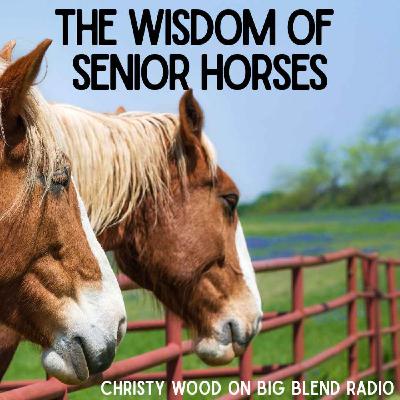 The Wisdom of Senior Horses