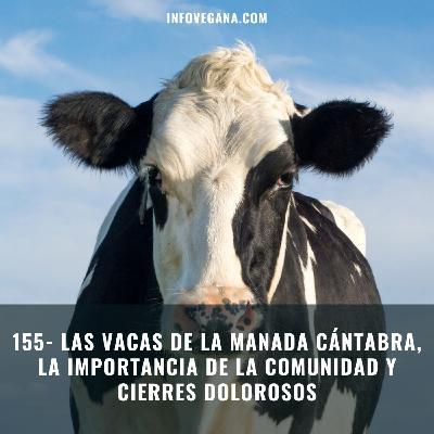 155- LAS VACAS DE LA MANADA CÁNTABRA, LA IMPORTANCIA DE LA COMUNIDAD Y CIERRES DOLOROSOS | Infovegana 155- LAS VACAS DE LA MANADA CÁNTABRA, LA IMPORTANCIA DE LA COMUNIDAD Y CIERRES DOLOROSOS | Infovegana