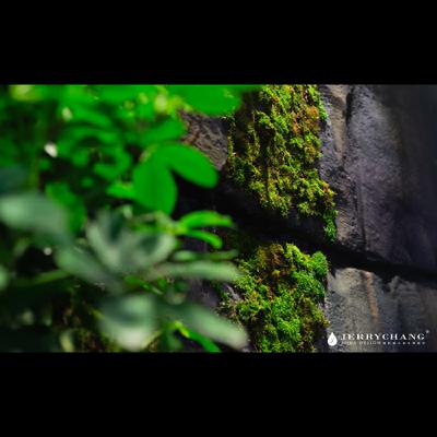 EP30【ft.張軒誠水景空間設計】從植生牆到雲林古坑的八斗子海鮮餐廳