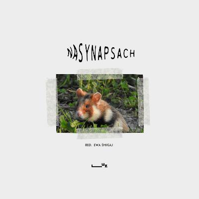 #bio: chomik europejski – waleczny, lecz krytycznie zagrożony | dr Urszula Eichert, UAM