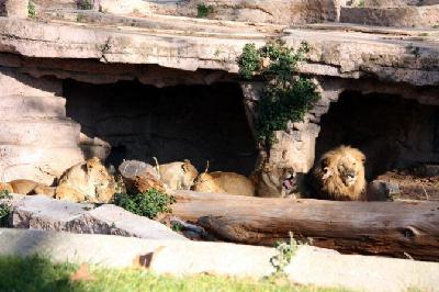El director del Zoo de Barcelona: "Seguirem tenint animals, però que estiguin molt amenaçats" El director del Zoo de Barcelona: "Seguirem tenint animals, però que estiguin molt amenaçats"