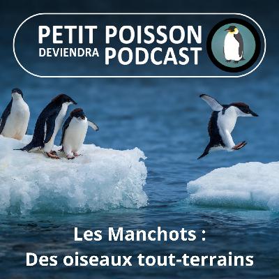 S05E13 Les Manchots : Glace, eau, sel... des oiseaux tout-terrains ! (Mathilde Chevallay) S05E13 Les Manchots : Glace, eau, sel... des oiseaux tout-terrains ! (Mathilde Chevallay)