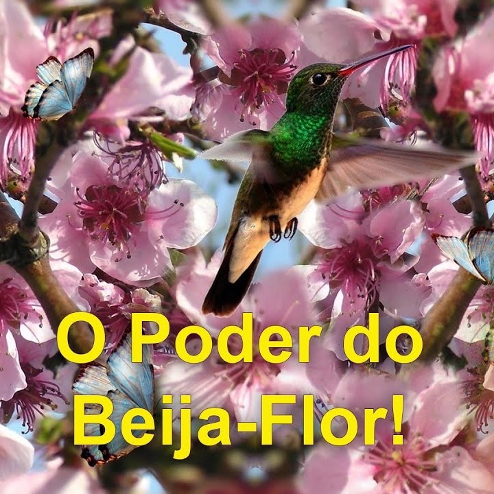 As Cartas Xamânicas, os Animais e seu Poder- O Beija Flor
