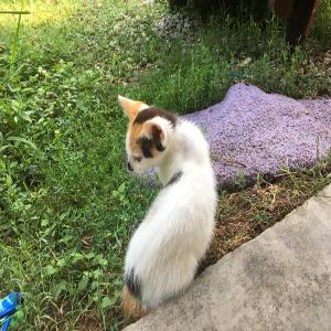 As the Volcanoes Erupt