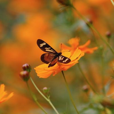 Mães de primeira viagem Mães de primeira viagem