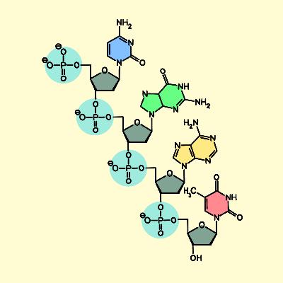 DNA Structure