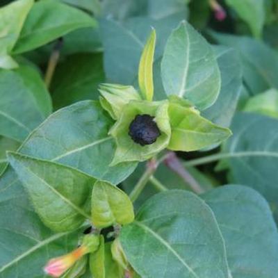 【11】オシロイバナ　ーきれいに魅せるだけじゃなく、きれいな肌になるー