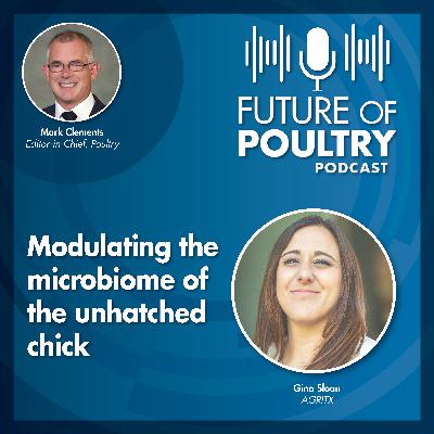 Modulating the microbiome of the unhatched chick