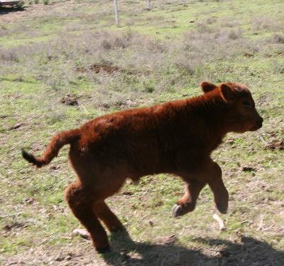 Ep 274 – Baby Cows but Just Goats