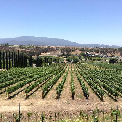 Really Raw Start Story of Wilson Creek Winery, South of L.A., Mick Wilson on James Lowe Radio Show