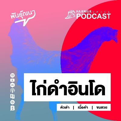 ไก่ดำอินโด 【พันธุ์ณนา】 ไก่ดำอินโด 【พันธุ์ณนา】