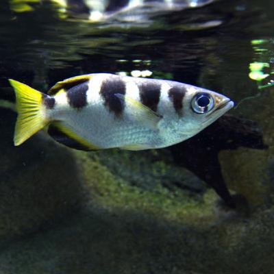 Le poisson archer et sa flèche d'eau