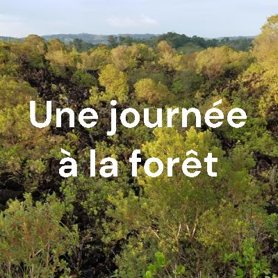 Un journée à la forêt