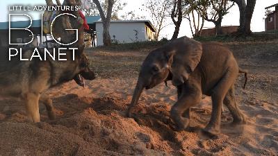 Rescued baby ellie beats the odds with the help of his canine companion