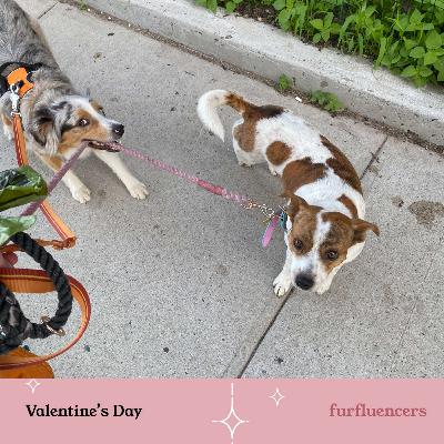 Do Animals Fall in Love?