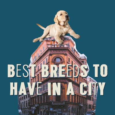 What is the best breed for a big city?