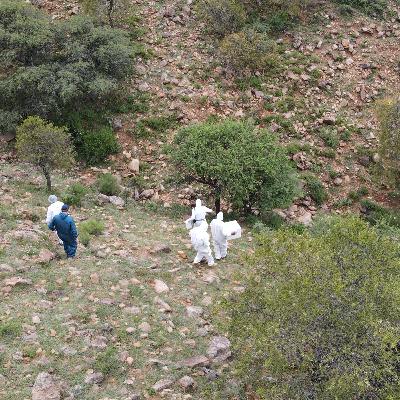 La agonía y muerte de cóndores envenenados La agonía y muerte de cóndores envenenados