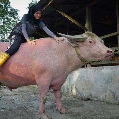 Konspirasi Kebo Bule Konspirasi Kebo Bule