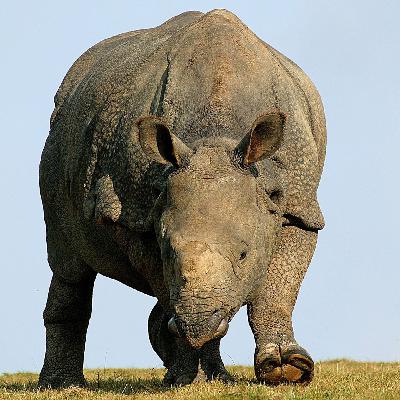 Die Tierdocs: Nashorn schwankt Die Tierdocs: Nashorn schwankt