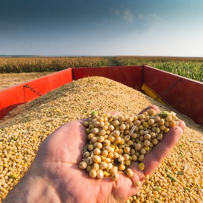 No USDA Reports. Local Elevator Shares Crop Insights Instead