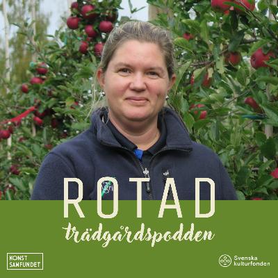 Kärnfull kunskap om äpplen