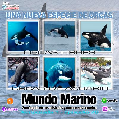 OTRA ESPECIE DE ORCAS