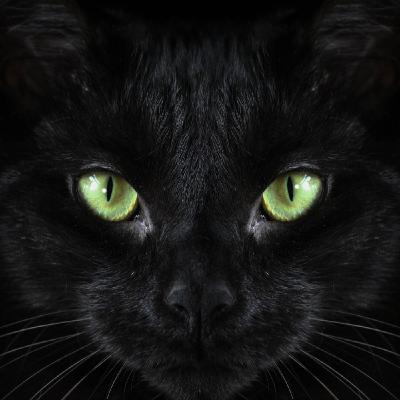 A quantum story- mass pet exodus, the message underneath, my latest activations