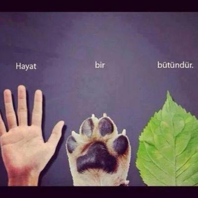 #45 Sokak Hayvanları Meselesi