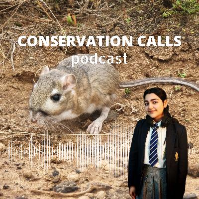 Mexican Miracle: The fight to save the Kangaroo rat