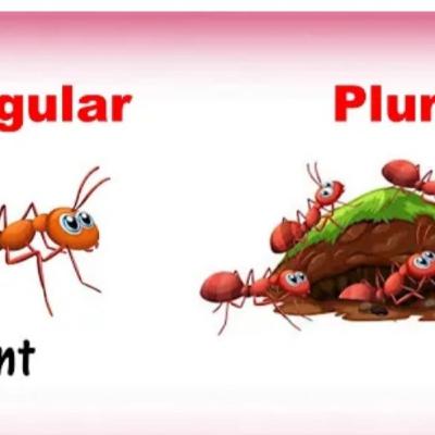 Singular and plural