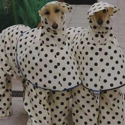 primos_germanos_FAKE_SYNC_I_balanceando_dos_vientos_para_mamut