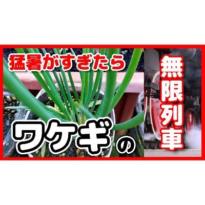 【初心者におすすめ】猛暑が過ぎたらワケギ！コスパ良すぎの無限列車