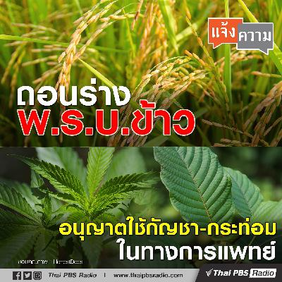 สนช.ถอนร่าง พ.ร.บ.ข้าว / อนุญาตใช้กัญชา-กระท่อม ในทางการแพทย์