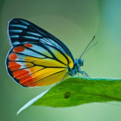 Las mariposas