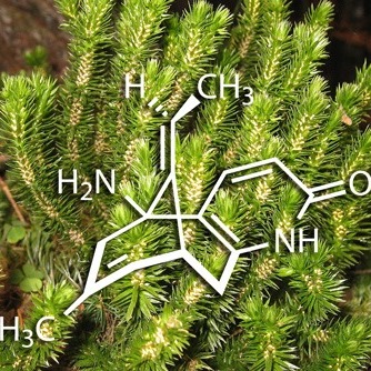 Huperzine A: Benefits, Sources, Dosage, Side effects and Supplement Info