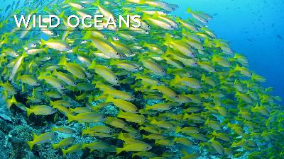 Corals, clear waters & cruising fish Corals, clear waters & cruising fish