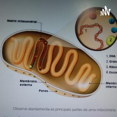 Fisioterapia Respiratória,.