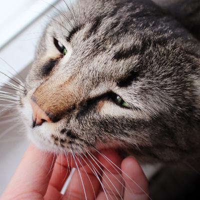 Е42: Евтаназията на домашния любимец и скръбта – цената, която върви с любовта Е42: Евтаназията на домашния любимец и скръбта – цената, която върви с любовта