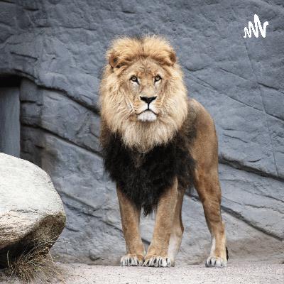 the lion king