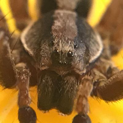 The Critter Keeper ep: 11 wolf spiders The Critter Keeper ep: 11 wolf spiders