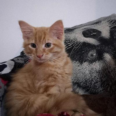 Meet Yoshi