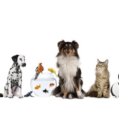 What to consider when getting a pet What to consider when getting a pet