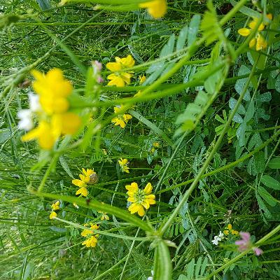 הפרפר/ דליה פז לגילאי 2-4 הפרפר/ דליה פז לגילאי 2-4