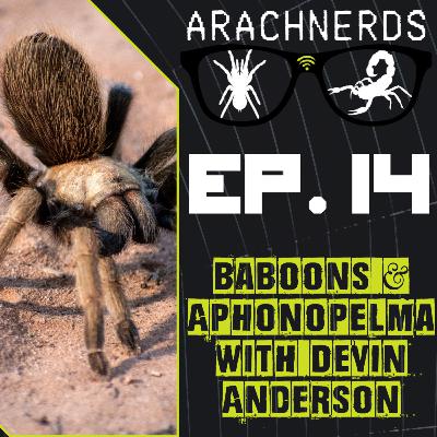 Aphonopelma & Baboons with Devin Anderson | ArachNerds Ep. 14